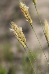 Geochloa