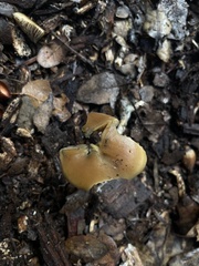 Psilocybe allenii