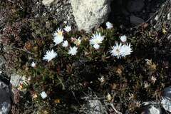 Lampranthus ceriseus
