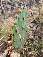 Opuntia tortispina