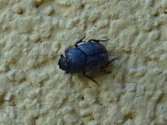 Palaeonthophagus