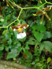 Cyrtochiloides ochmatochila