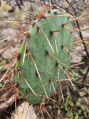 Opuntia tortispina
