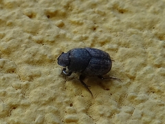 Palaeonthophagus