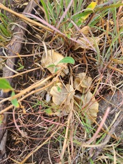 Oenothera macrocarpa