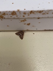 Caripeta angustiorata