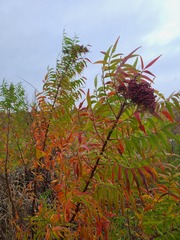 Rhus lanceolata