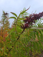 Rhus lanceolata