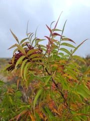 Rhus lanceolata