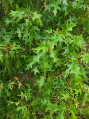 Quercus buckleyi