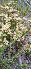 Helichrysum teretifolium