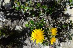 Berkheya coriacea
