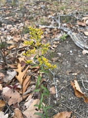 Solidago odora