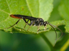 Protichneumon grandis