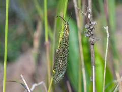 Brachynemurus versutus