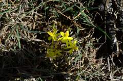 Cyanella lutea