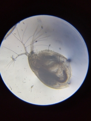 Simocephalus