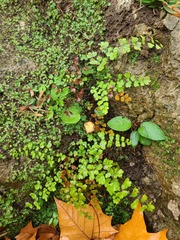 Adiantum capillus-veneris