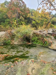 Adiantum capillus-veneris