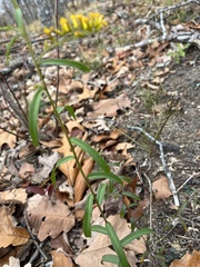 Solidago odora