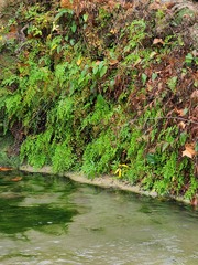 Adiantum capillus-veneris