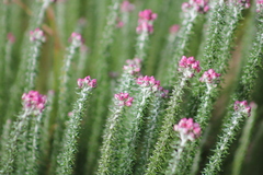 Lachnospermum umbellatum