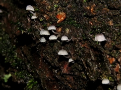 Mycena meliigena