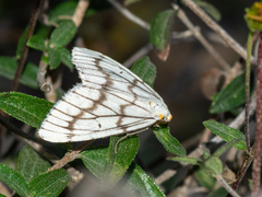 Neuromelia selectata