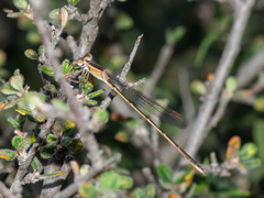 Lestes alacer
