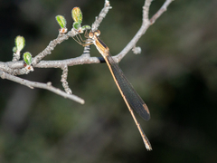Lestes alacer