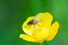 Thricops semicinereus