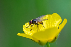 Thricops semicinereus