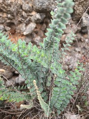 Astrolepis integerrima