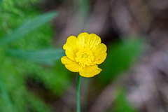 Ranunculus acris