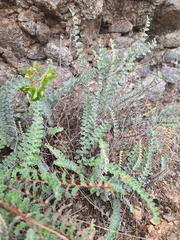 Astrolepis integerrima