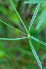 Ranunculus acris