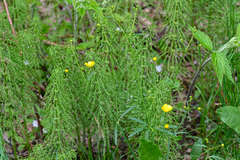 Ranunculus acris