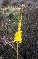 Bulbinella punctulata
