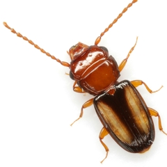 Laemophloeus terminalis