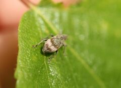 Polydrusus tereticollis