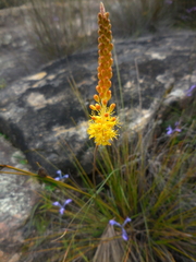 Bulbinella punctulata