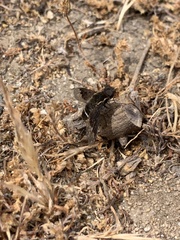 Hemipenthes differens