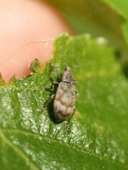 Polydrusus tereticollis