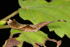 Rose Hooktip