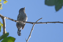 Pachyramphus polychopterus