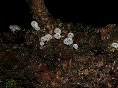 Mycena meliigena