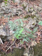 Pellaea atropurpurea