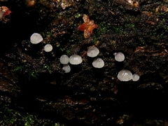 Mycena meliigena
