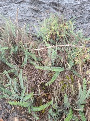 Astrolepis integerrima