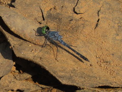 Odonata